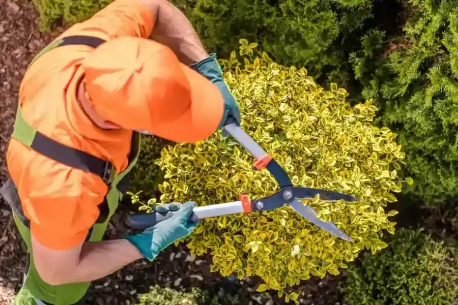 Experienced Shrub Trimming Montrose, CO Experienced Shrub Trimming Montrose, CO
