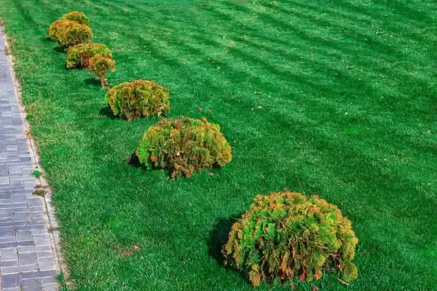 How Shrub Trimming Helps Prevent Pest Infestations in Montrose, CO How Shrub Trimming Helps Prevent Pest Infestations in Montrose, CO