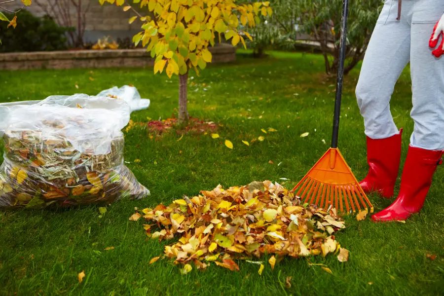 Top-rated Yard Cleanup Montrose, CO Top-rated Yard Cleanup Montrose, CO